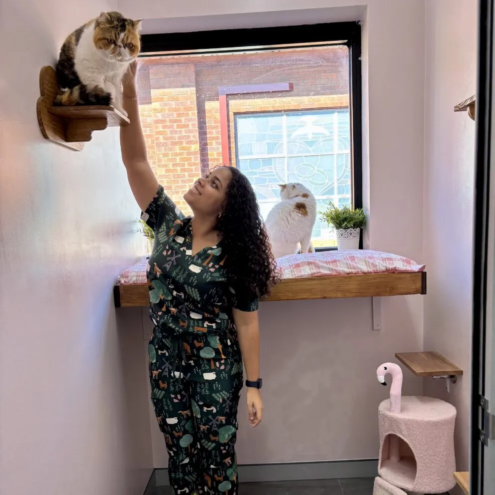 Sydney Cat Hotel