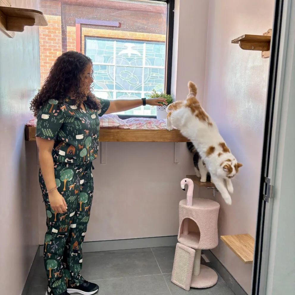 Luxury Sydney Cat Boarding
