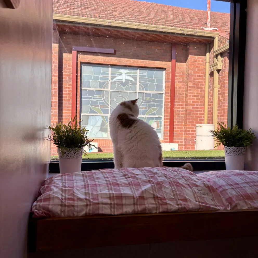 Sydney Cat Boarding