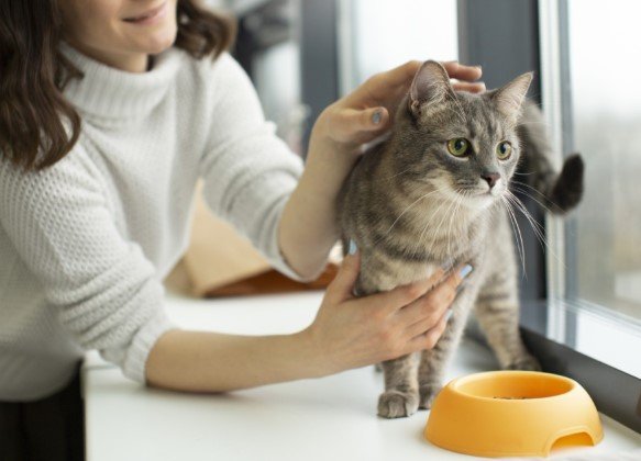 Sydney Cattery