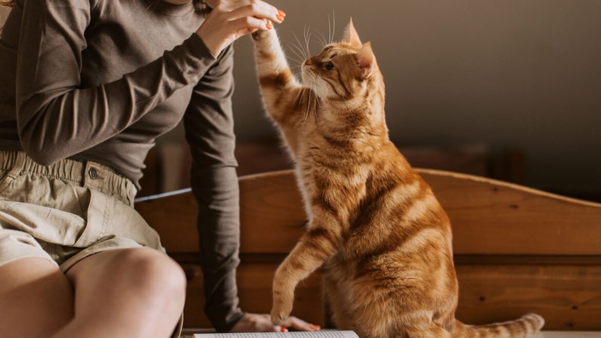 Keeping Your Cat Happy and Stimulated While You’re Away