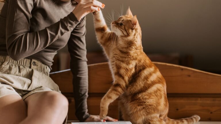 Pet resorts hotel sydney