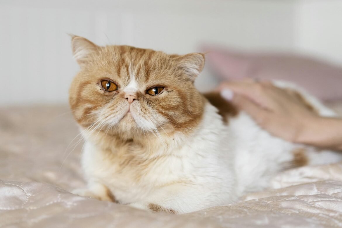 Luxury and Comfort for Our Senior Feline Guests: Pampering Older Puddycats at Hotel For Cats