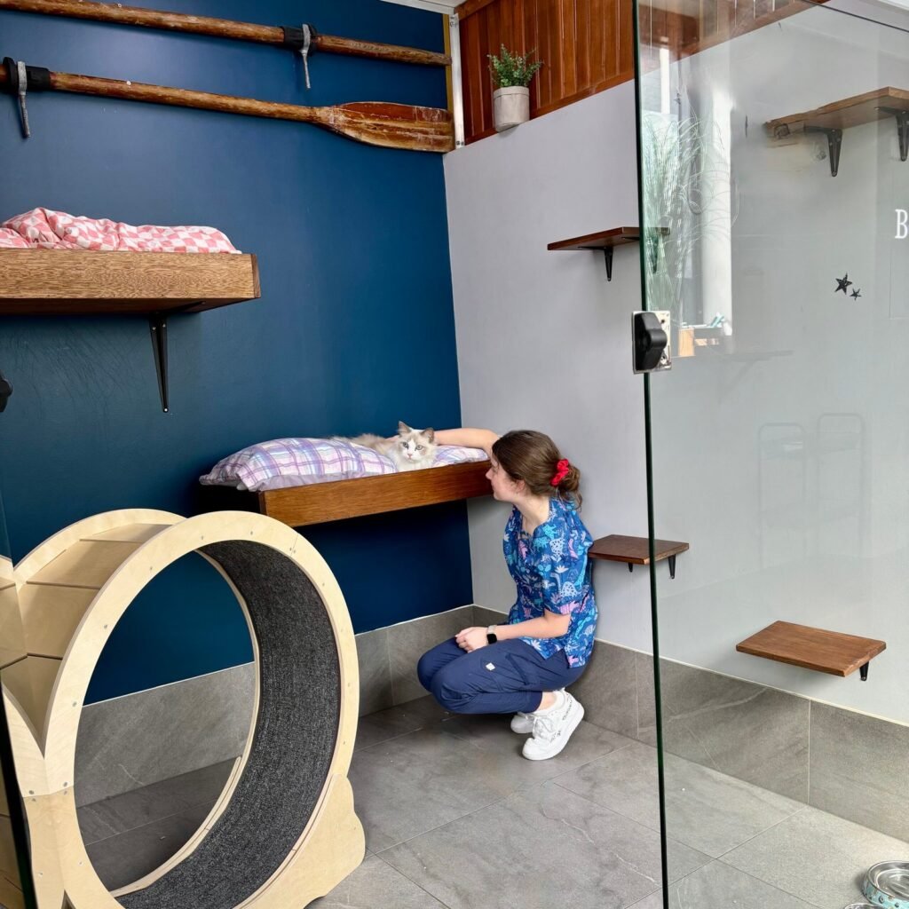 luxury cat boarding Sydney