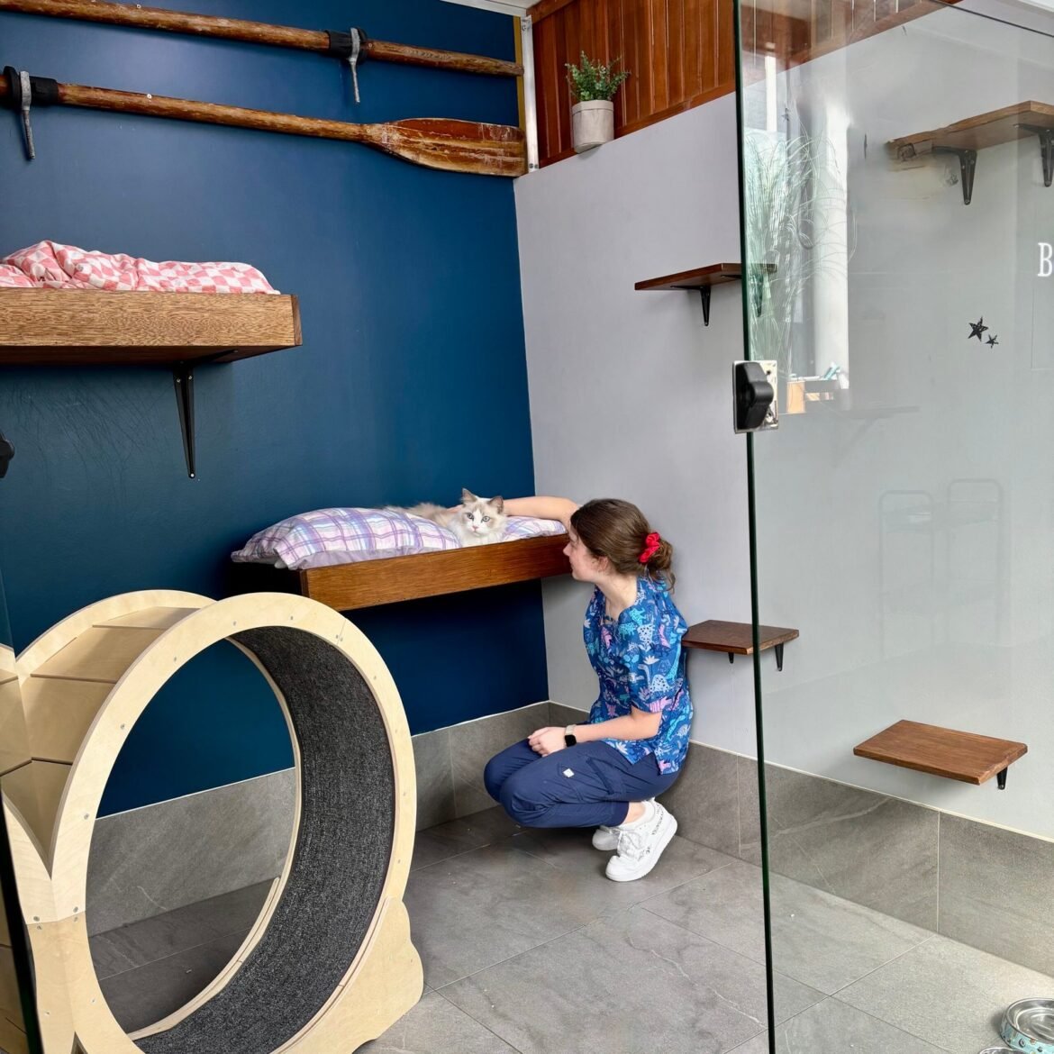 Why Hotel For Cats Reigns Supreme Among Sydney’s Catteries