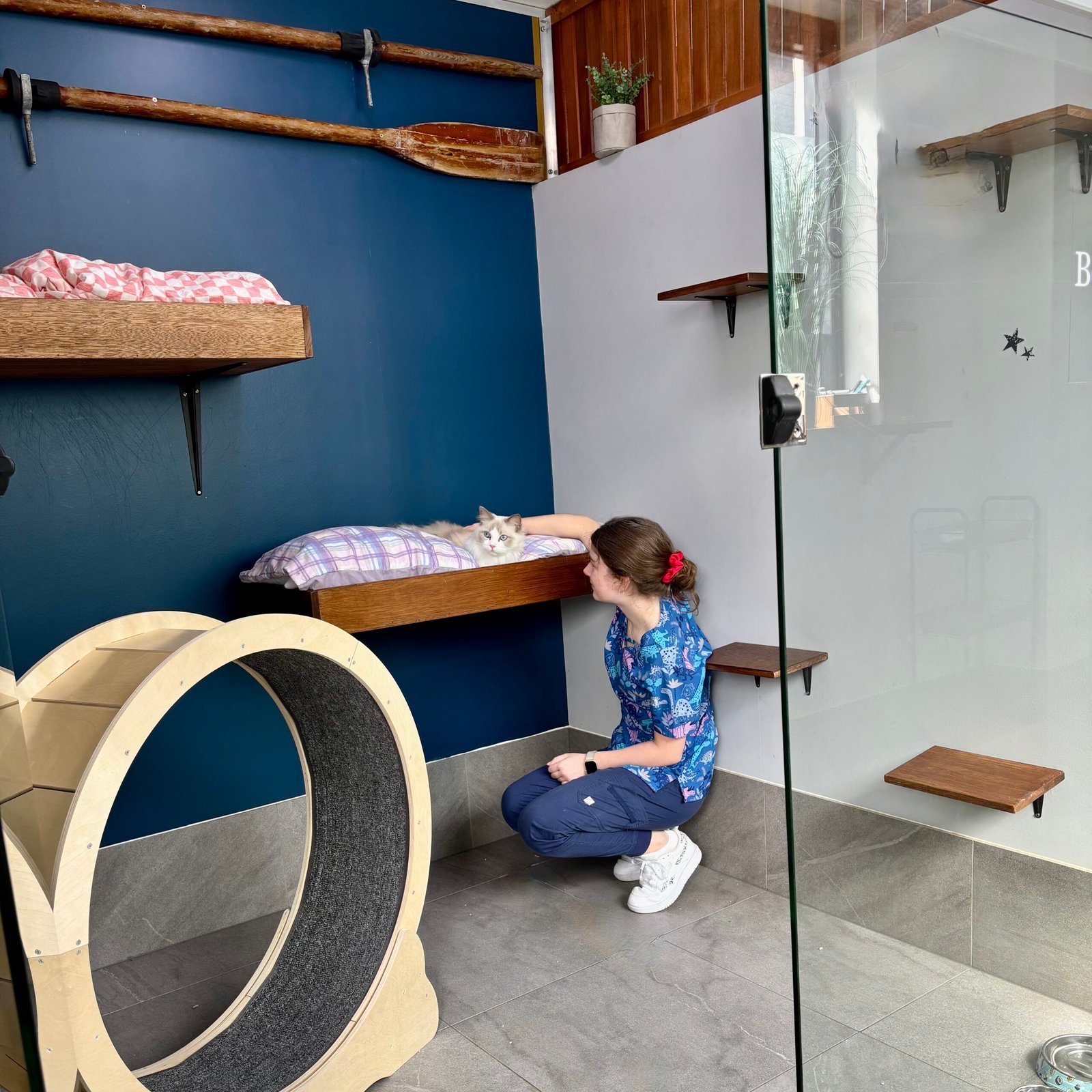 luxury cat boarding Sydney