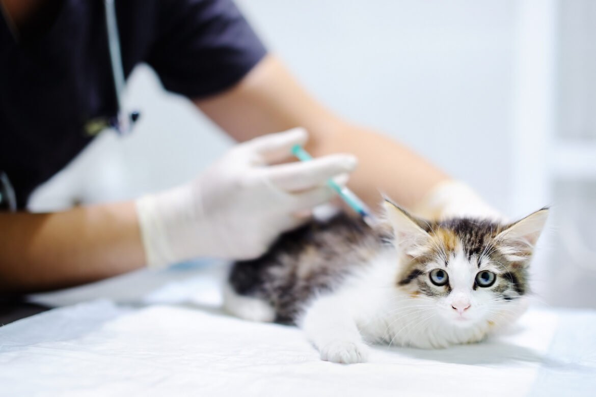F3 Vaccination Explained: A Must-Know for Every Cat Owner