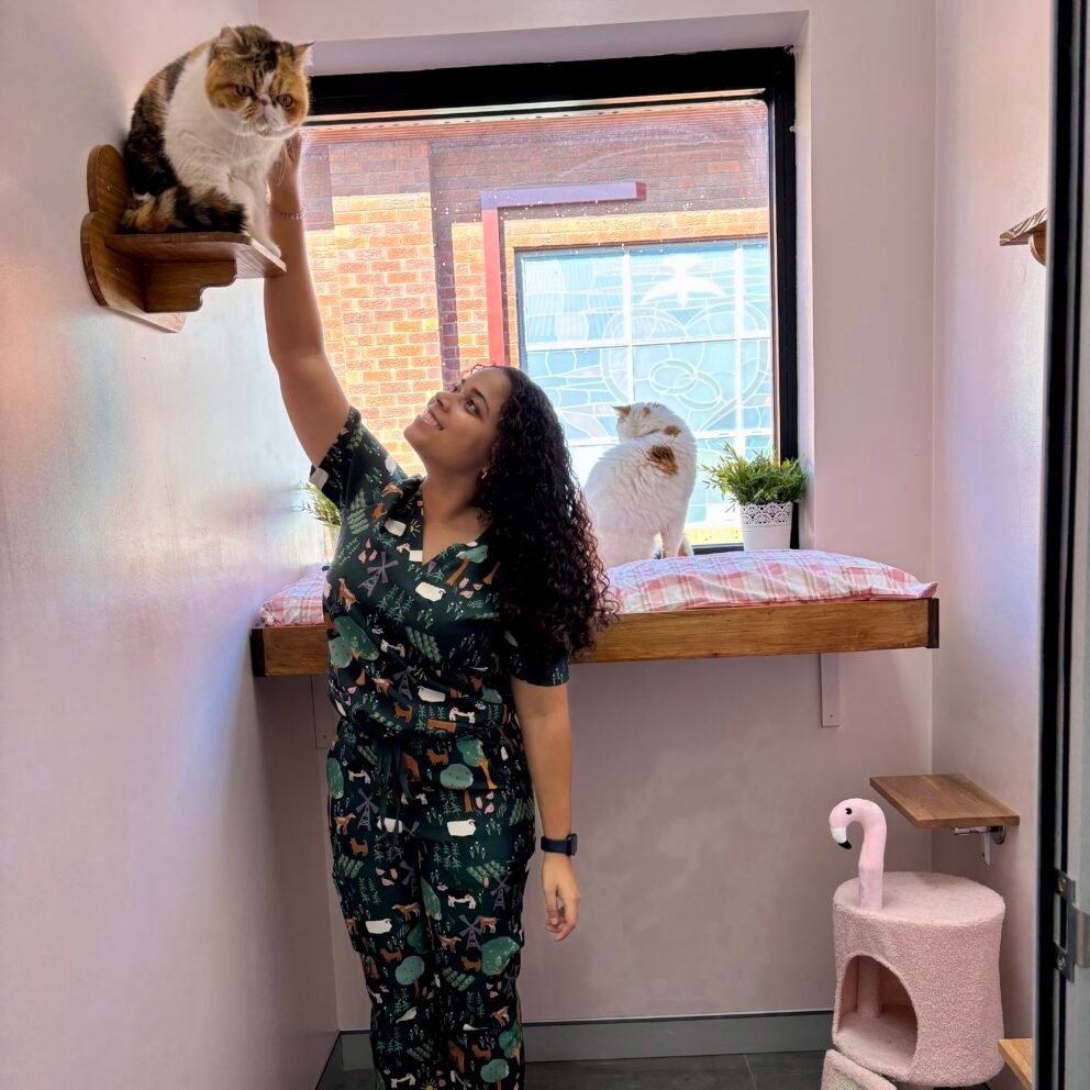 why cats like high places