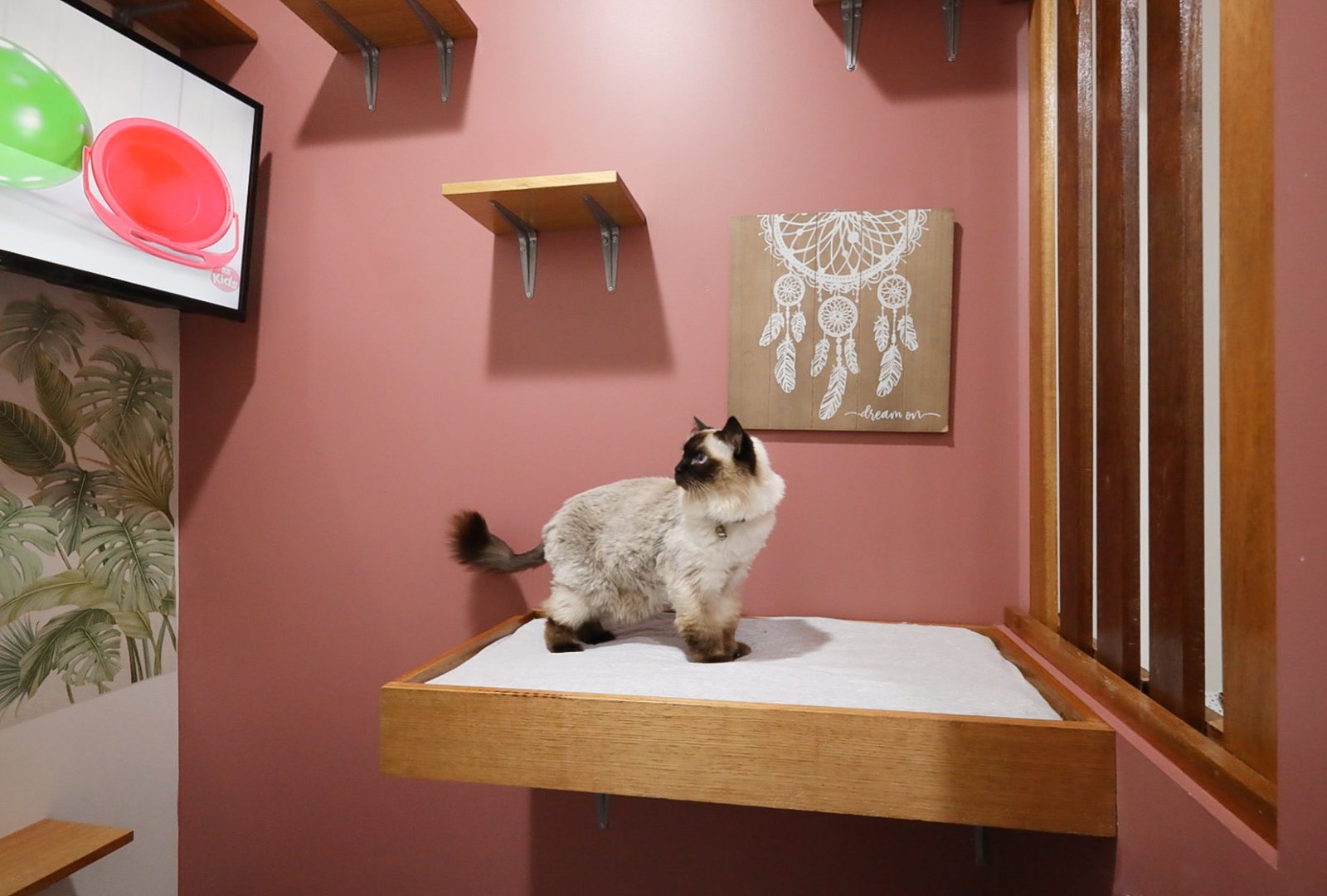 evolution of domestic cats