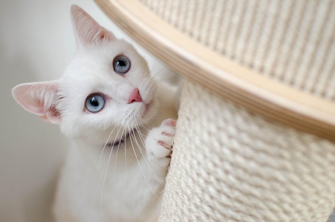 Why Cats Think They Own You: The Science of Feline Behaviour