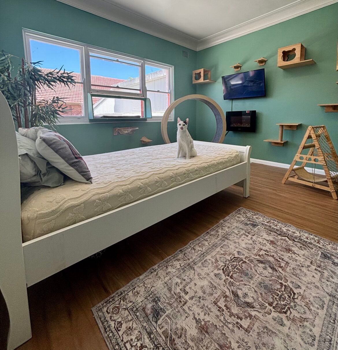 Why Our Designer Suites are the Crown Jewel of Hotel for Cats