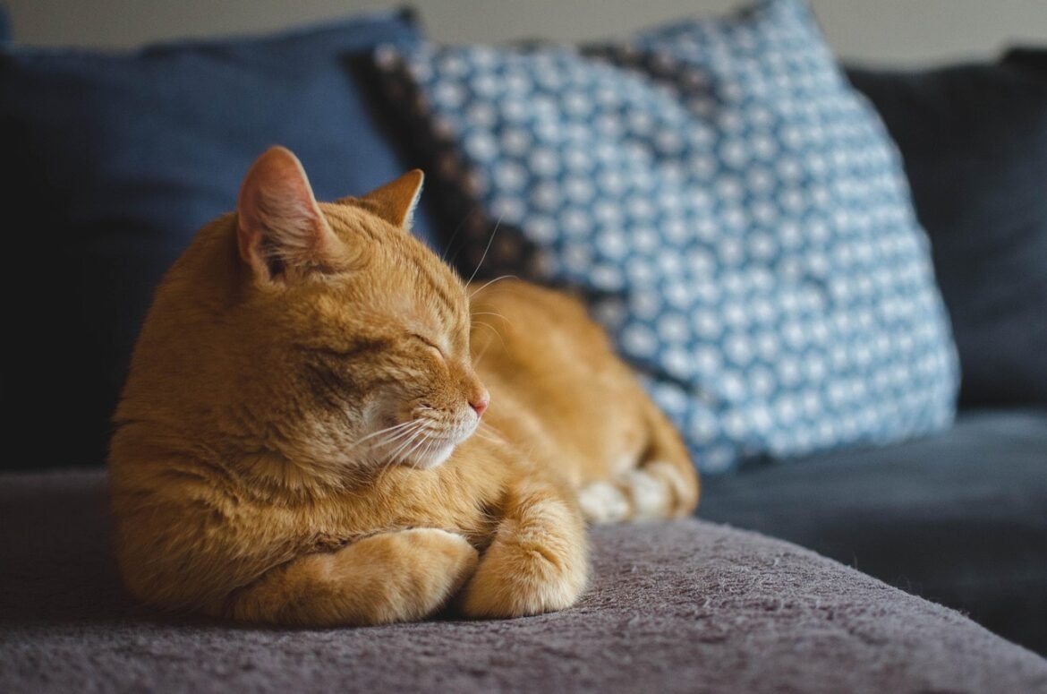 Why Cats Hide: Understanding Feline Nature and Stress Signals