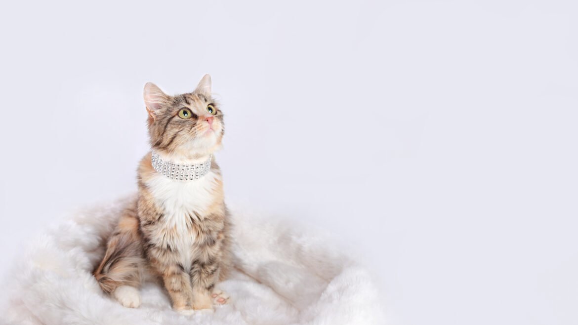 Purr-fectly Pampered: Exploring the Designer Suites at Hotel For Cats