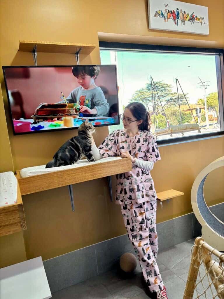Luxury Sydney Cat Boarding