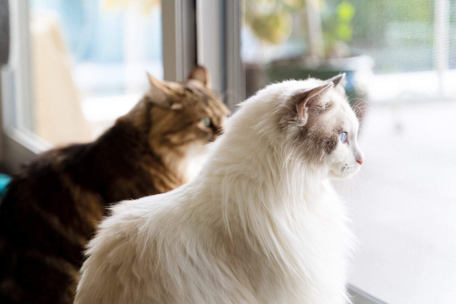 Two cats sitting by a window at Hotel For Cats, a premium cat boarding facility.