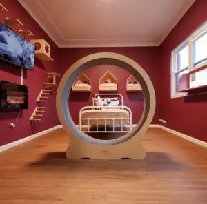 Experience Five-Star Luxury: Transforming Cat Boarding into a Feline Retreat