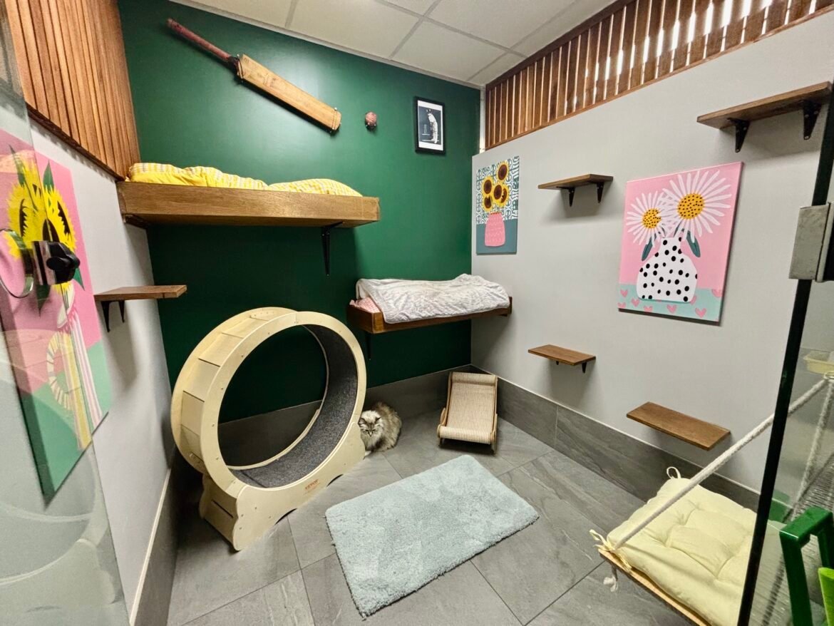 Purrfectly Peaceful: Crafting a Stress-Free Luxury Getaway for Your Feline Friend