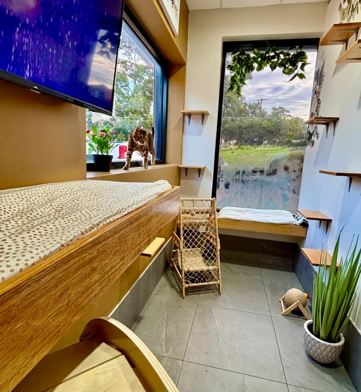 This is What Five-Star Feline Care Looks Like at Hotel For Cats