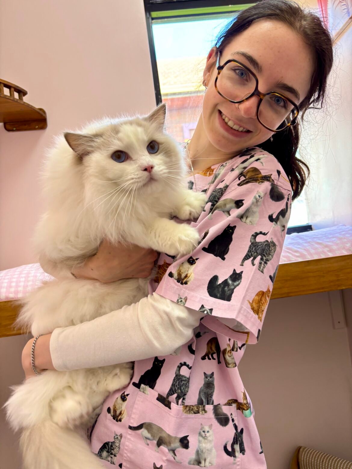 Meet the Pawsitively Purrfect Team at Hotel For Cats