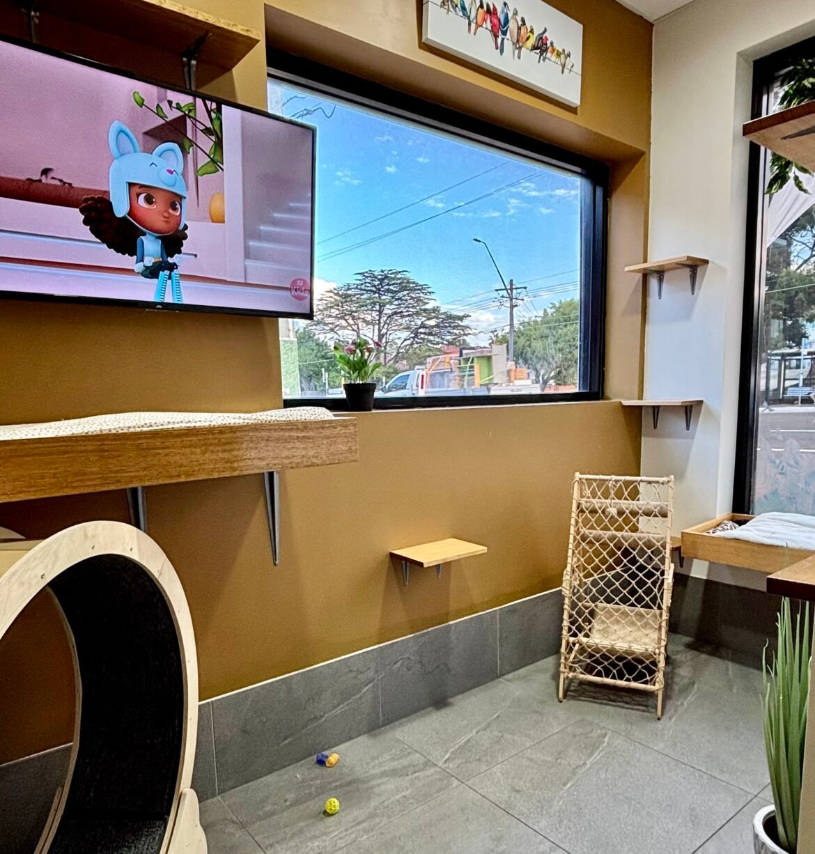 The Purrfect Retreat: How Nature’s Serenade and Sunshine Elevate Feline Stays