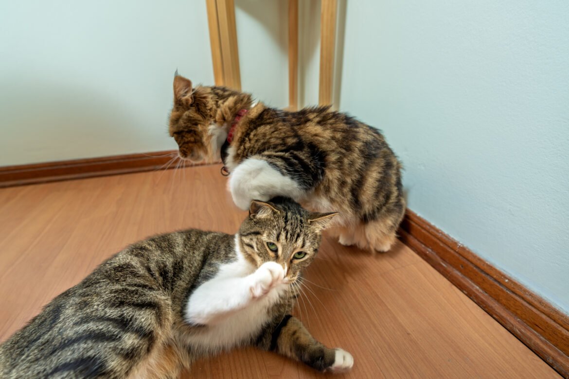 The Curious Case of Cats and Their Names: A Feline Mystery Unravelled