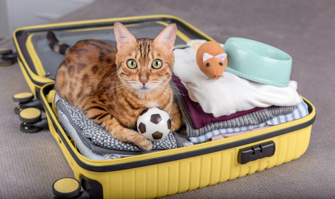 First Time Boarding Your Puddycat? Tips and Tricks for a Pawsitively Purrfect Stay!