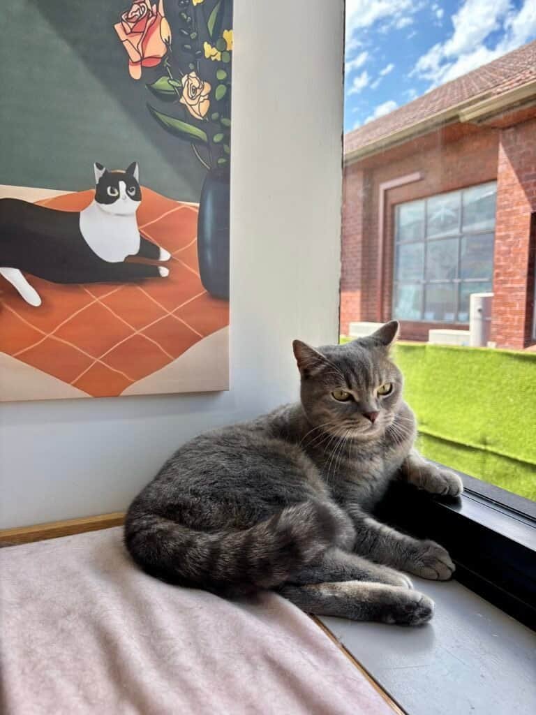 Cat relaxing by window at Hotel for Cats, a premium feline boarding facility in Australia.