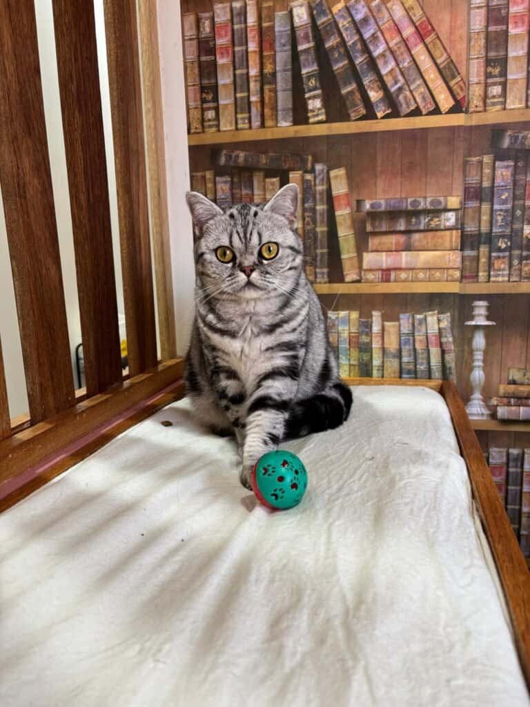 Cat playing with a toy ball in a cozy indoor space at Hotel For Cats.