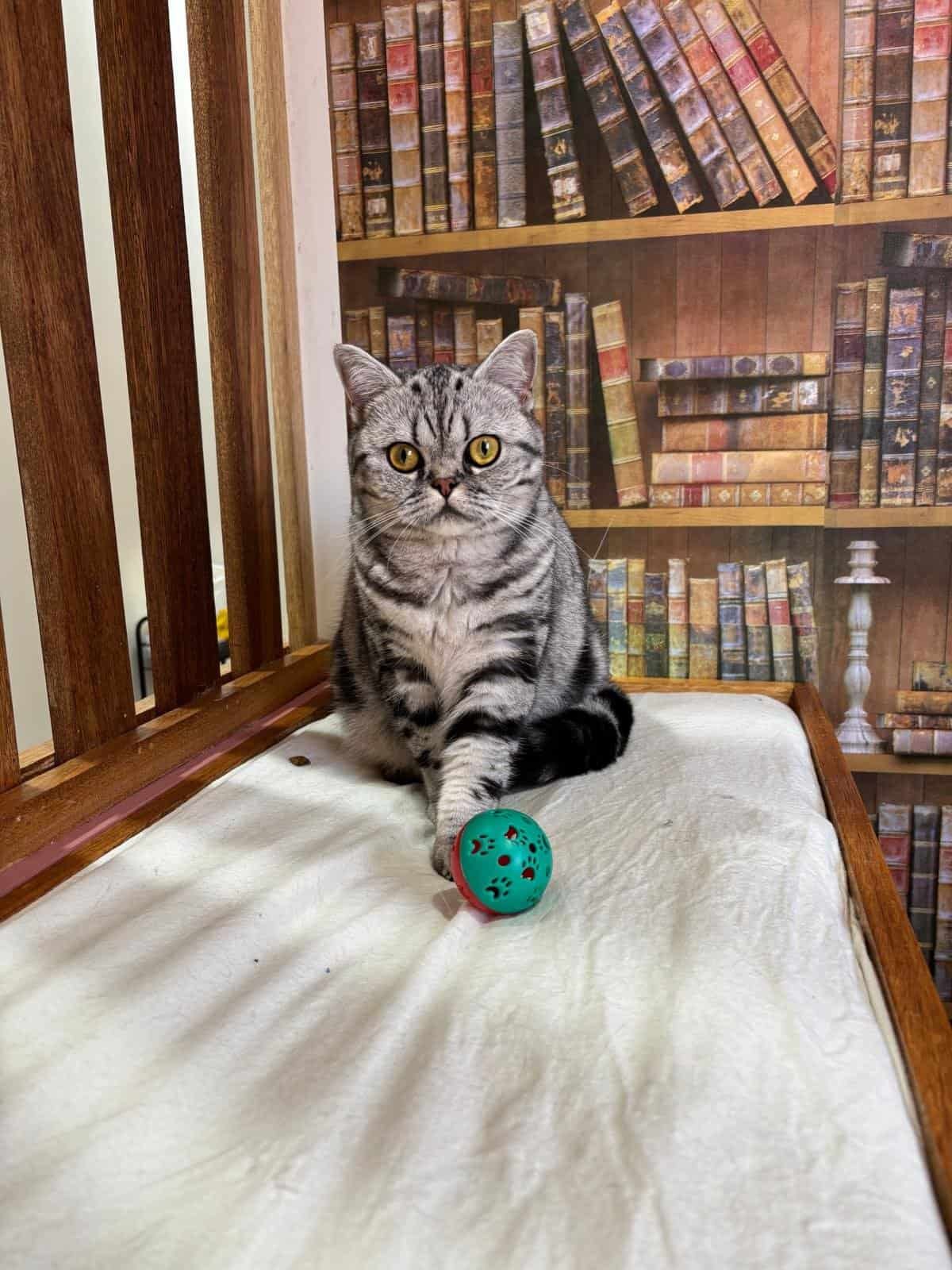 Cat playing with a toy ball in a cozy indoor space at Hotel For Cats.