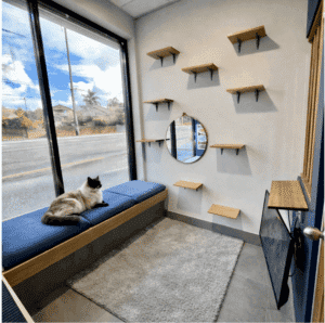 Hotel for Cats Sydney Cat Boarding