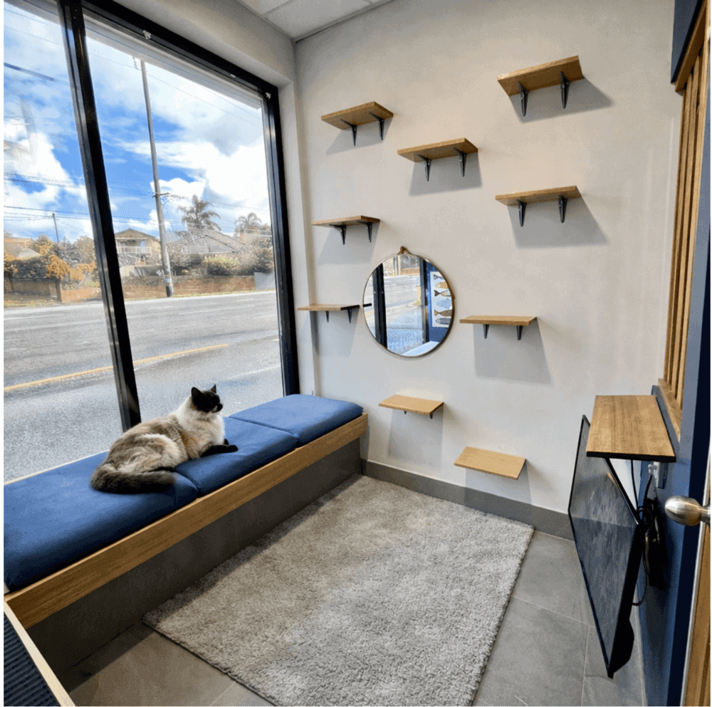 Hotel for Cats Sydney Cat Boarding