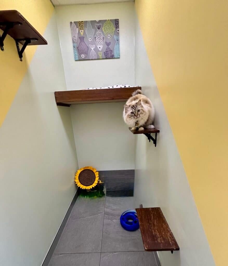 Cat playing on a wall-mounted shelf in a cozy indoor space.