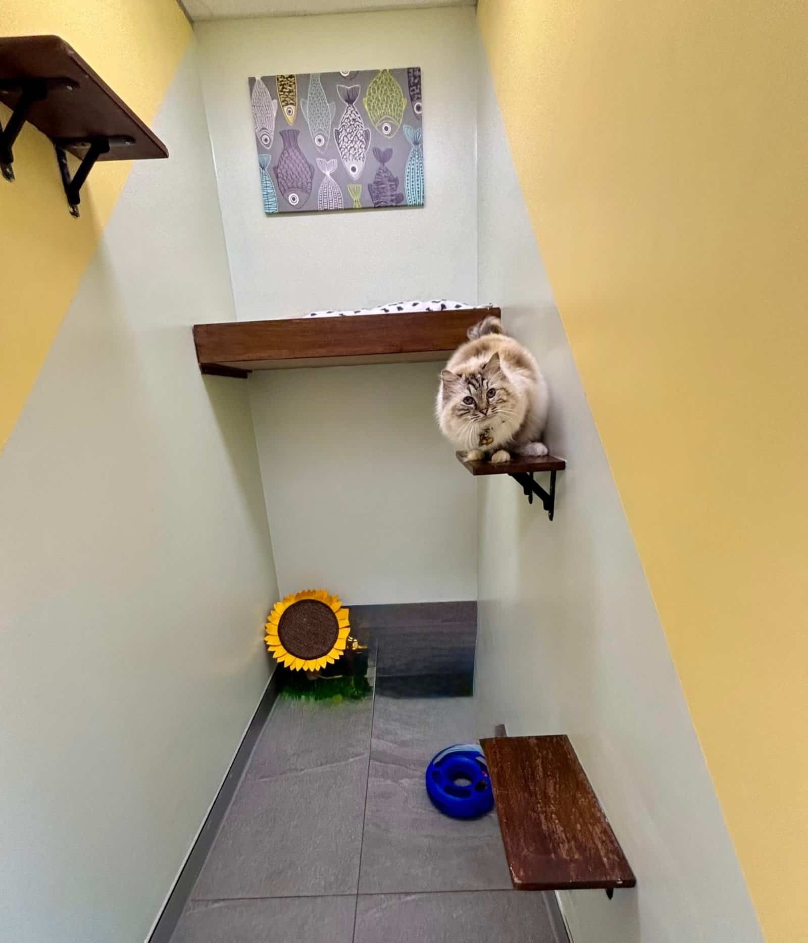 Cat playing on a wall-mounted shelf in a cozy indoor space.