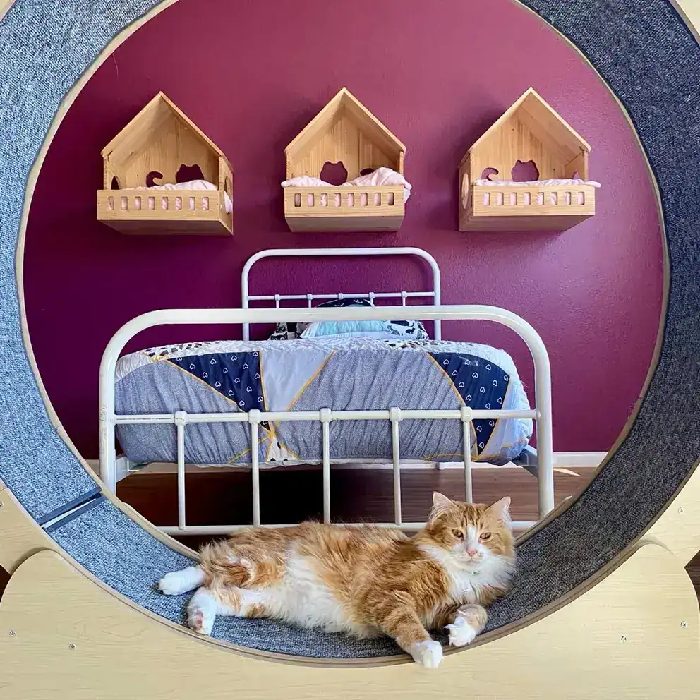 Comfortable cat room with beds and wall shelves at Hotel For Cats.