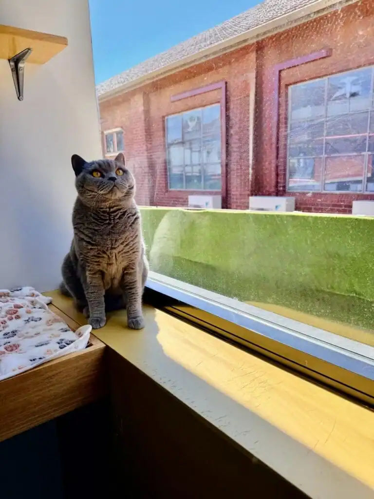 Comfortable indoor space for cats with a view of the outdoors. Perfect for relaxing and enjoying the.