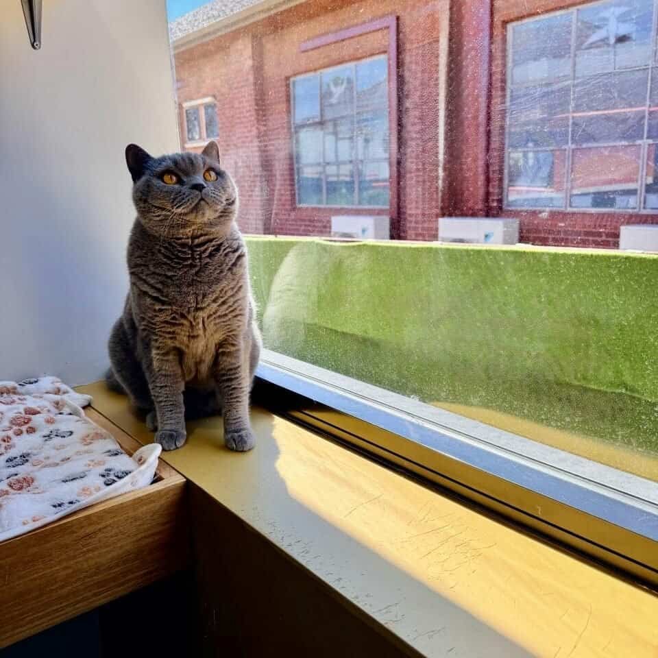 Sydney Cat Boarding