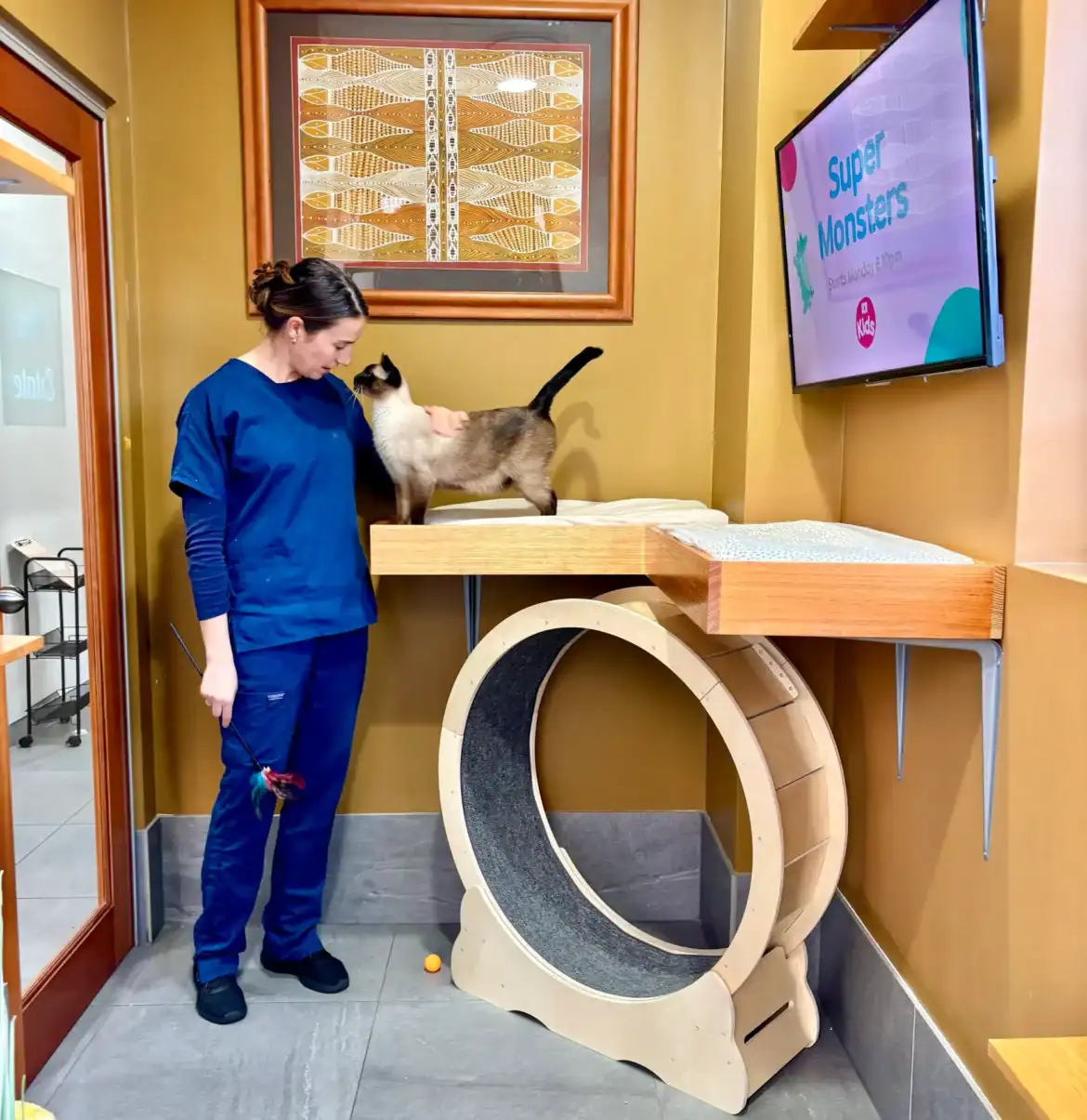 Cat Boarding Enrichment: Why Play, Climbing and Choice Matter