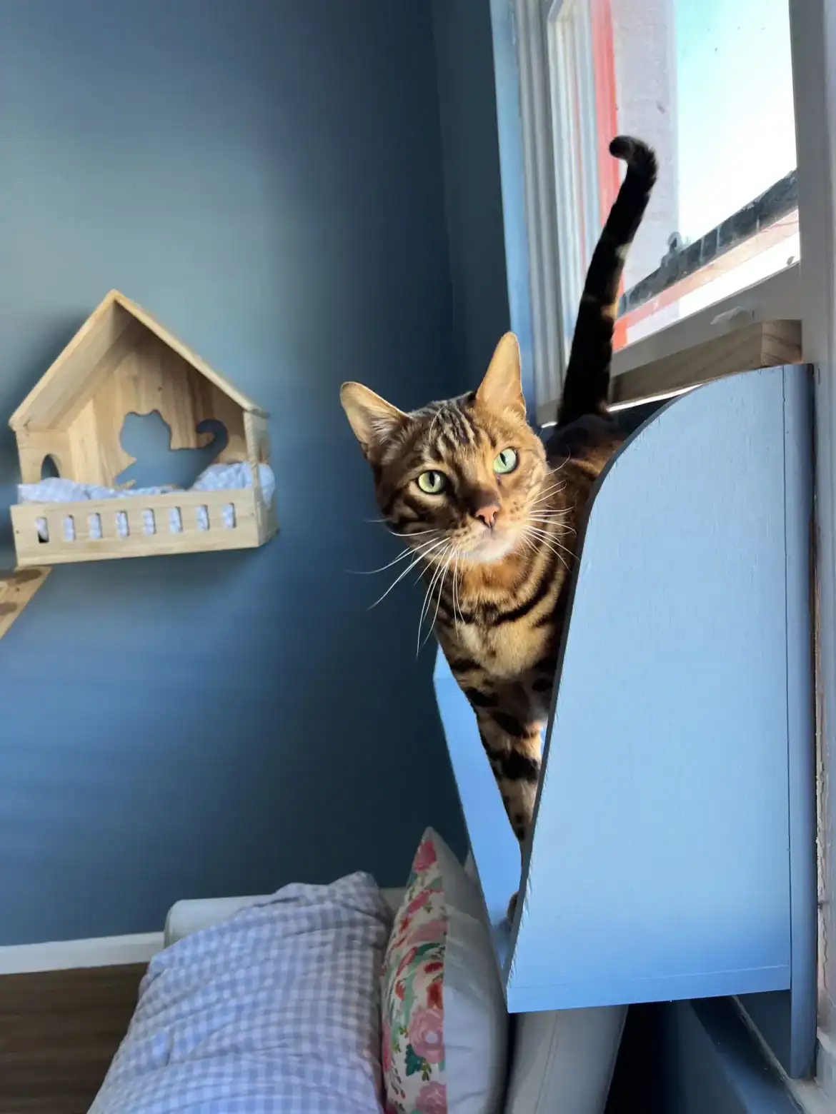 Sydney’s Cat Boarding Choice
