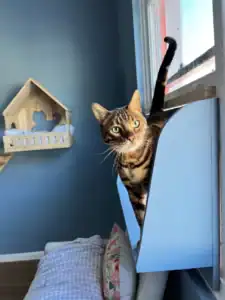 Playful Bengal cat peeking out of a blue window perch in a cozy indoor space.