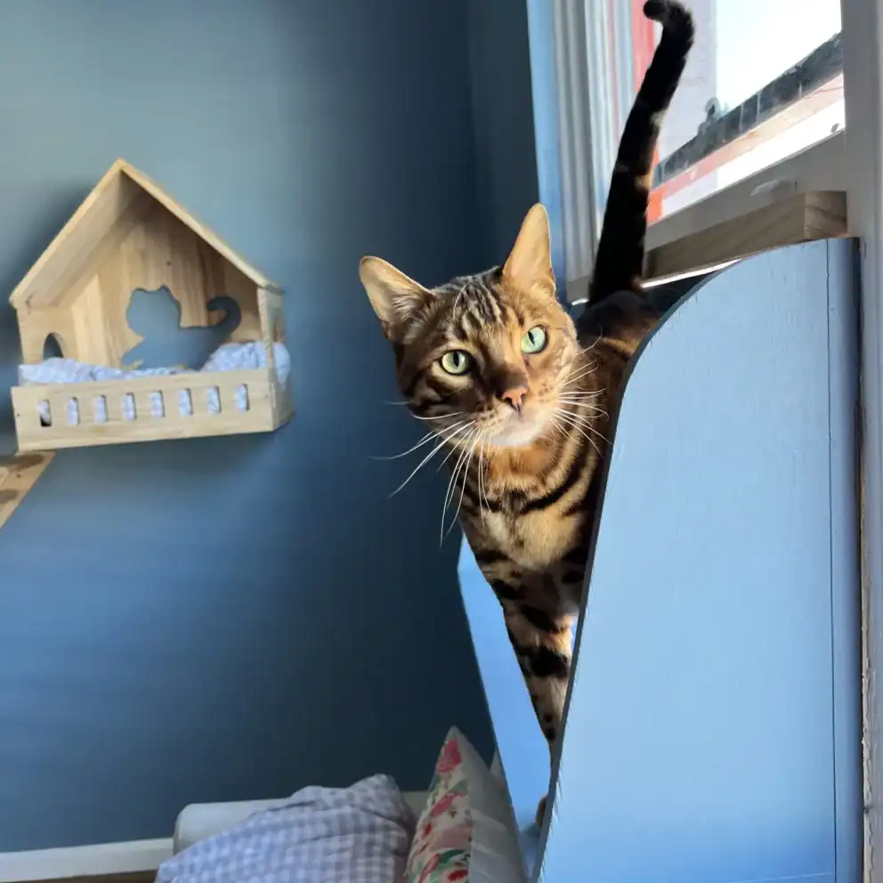 Playful Bengal cat peeking out of a blue window perch in a cozy indoor space.