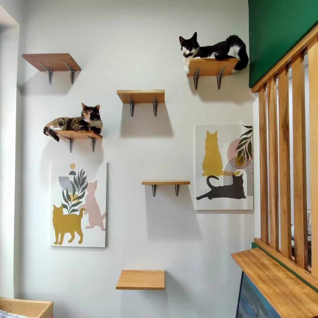 Sydney Cat Boarding