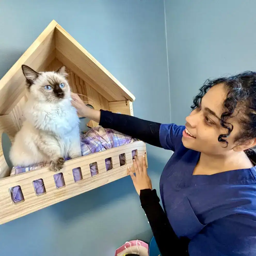Hotel for Cats Sydney Cat Boarding
