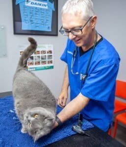 Vet examining a grey cat at Hotel For Cats in Australia.