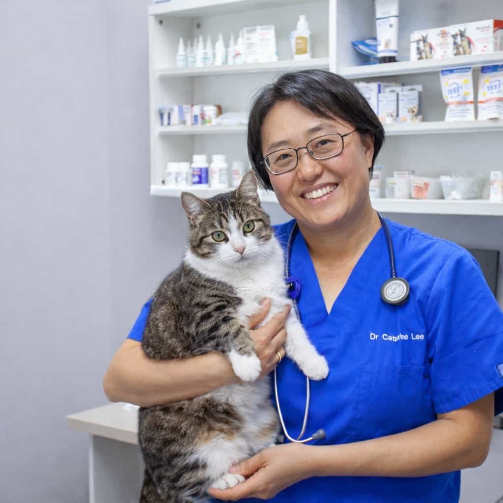 Why Choose a Sydney Cat Hotel with On-Site Veterinary Support?