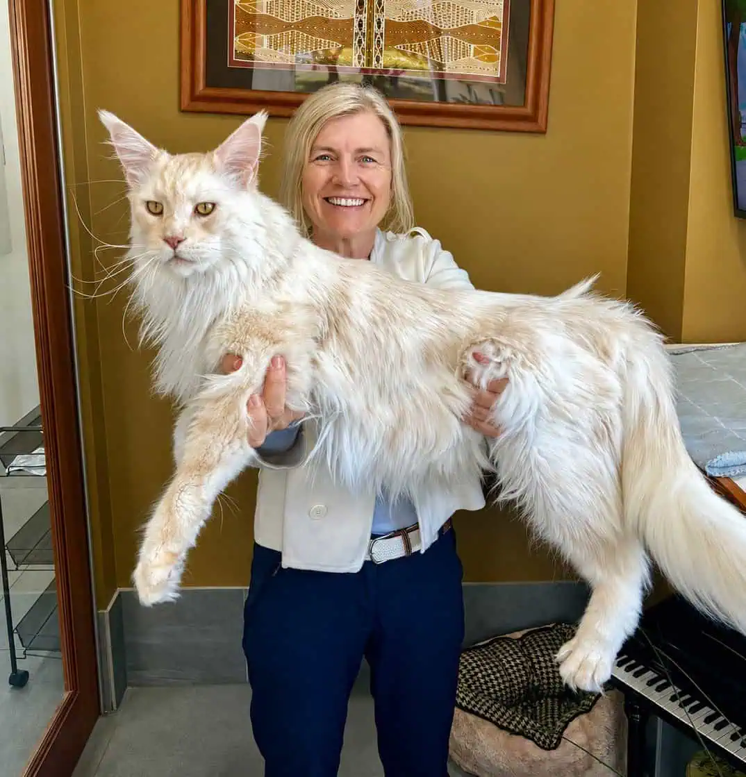 Holly Bathgate, founder of Hotel for Cats