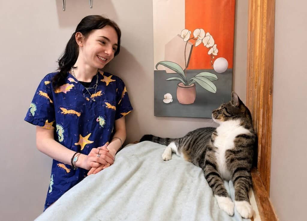 What happen's on a cat's first day at cat boarding?