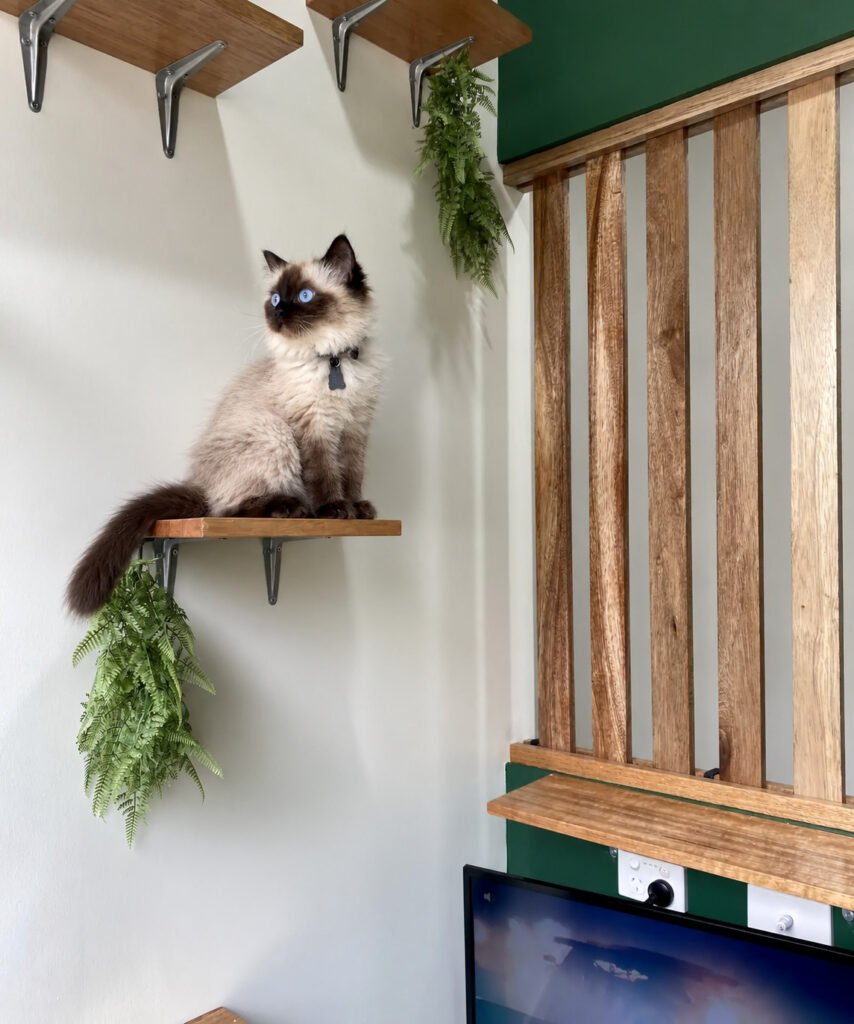 Khai cat sitting on a wooden shelf inside a cat boarding facility.