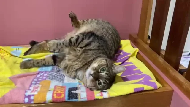 Tiger Lilly showing off her Friday moves with, may we say, a very unusual soundtrack. 😻