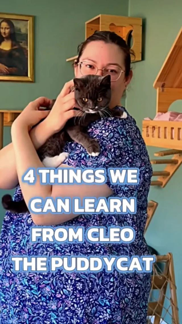 We are always learning life lessons by watching and interacting with our beautiful guests. Here, gorgeous Cleo gives us four lessons. Love our puddycat guests. 😻