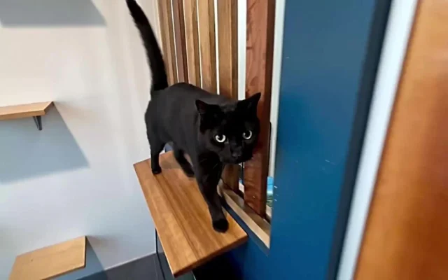 Pepper showing the staff how to move gracefully around the Lakehouse suite while looking so handsome.